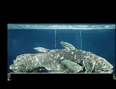 coelacanthe.gif (16909 octets)