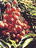 litchi.jpg (11560 octets)