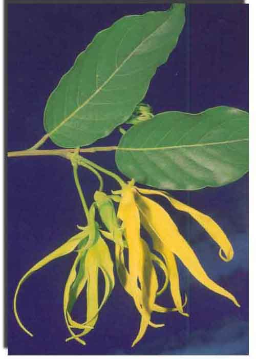 ylang_1.jpg (27259 octets)